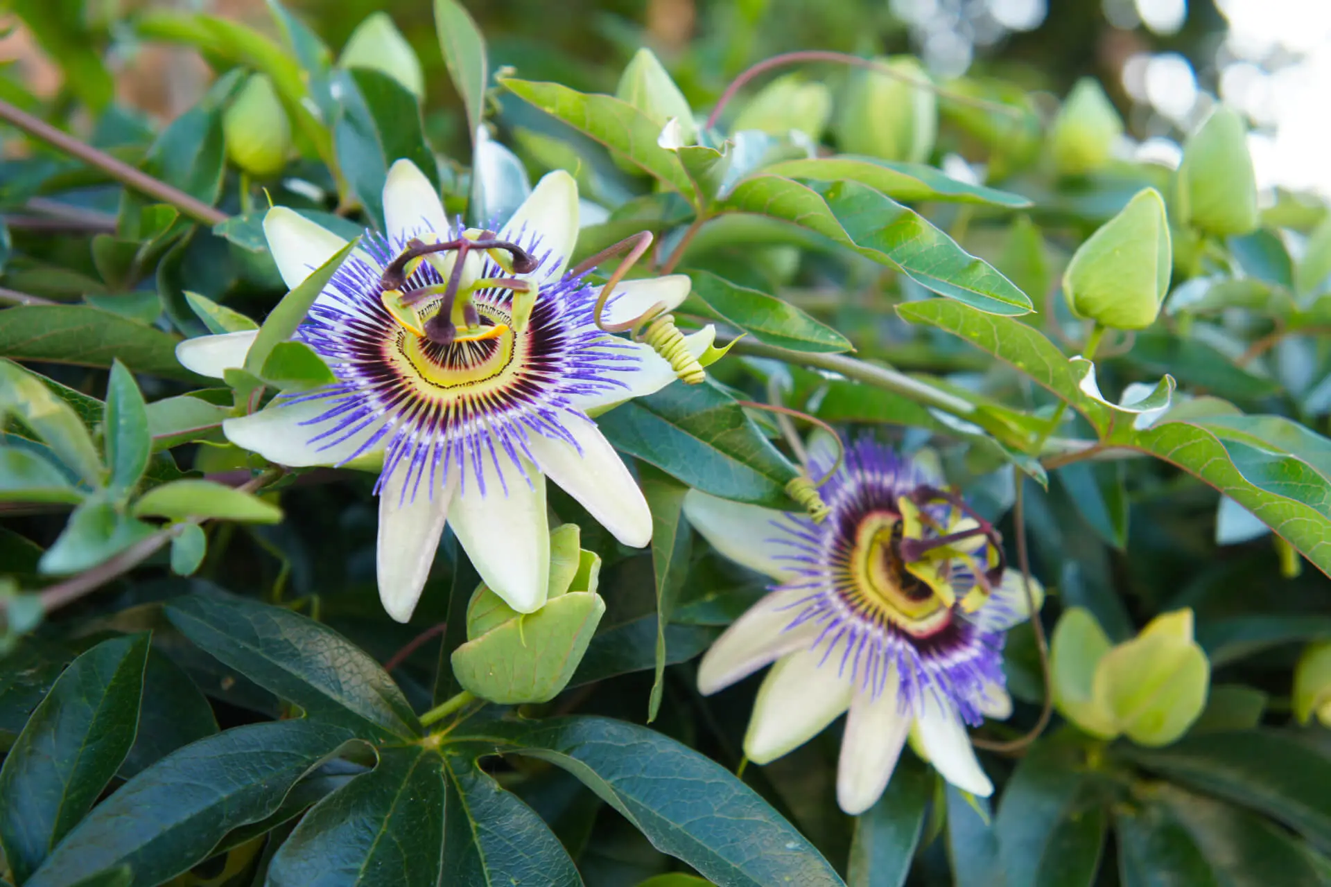 o que é passiflora